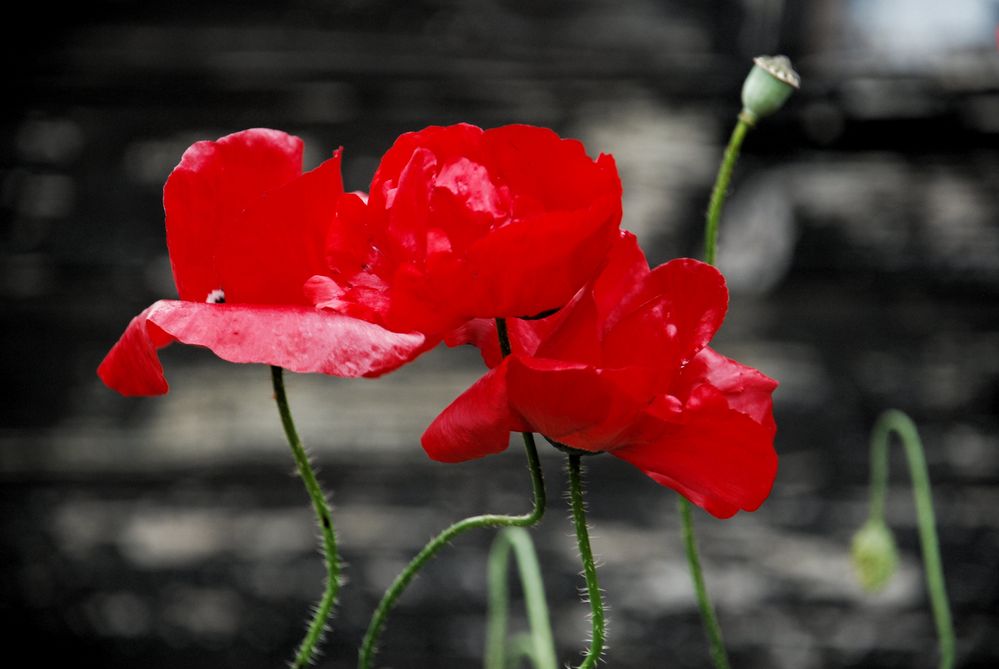 Mohn von Skipio 