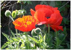 Mohn