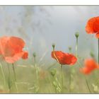 Mohn