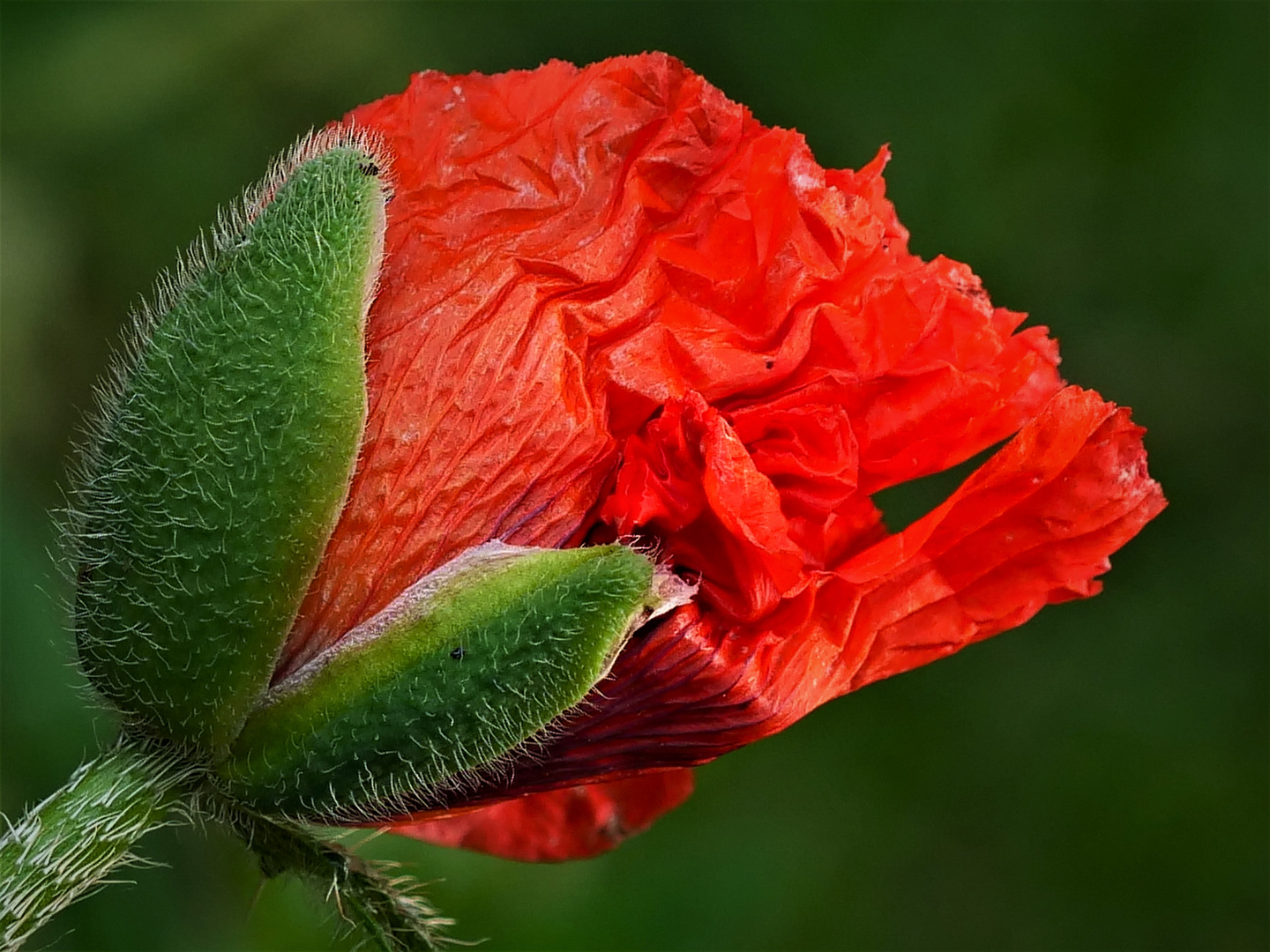 Mohn.