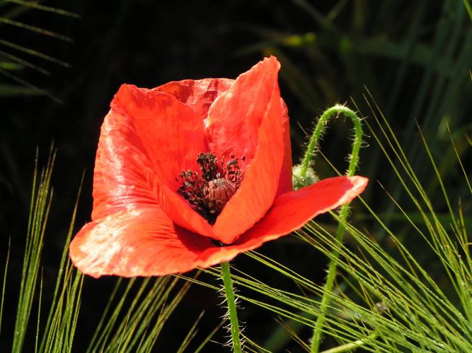 Mohn