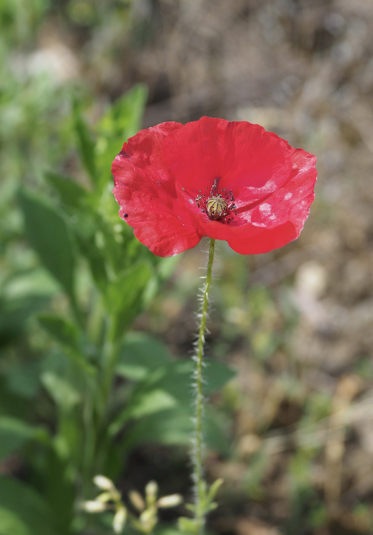 Mohn