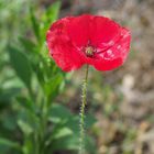 Mohn