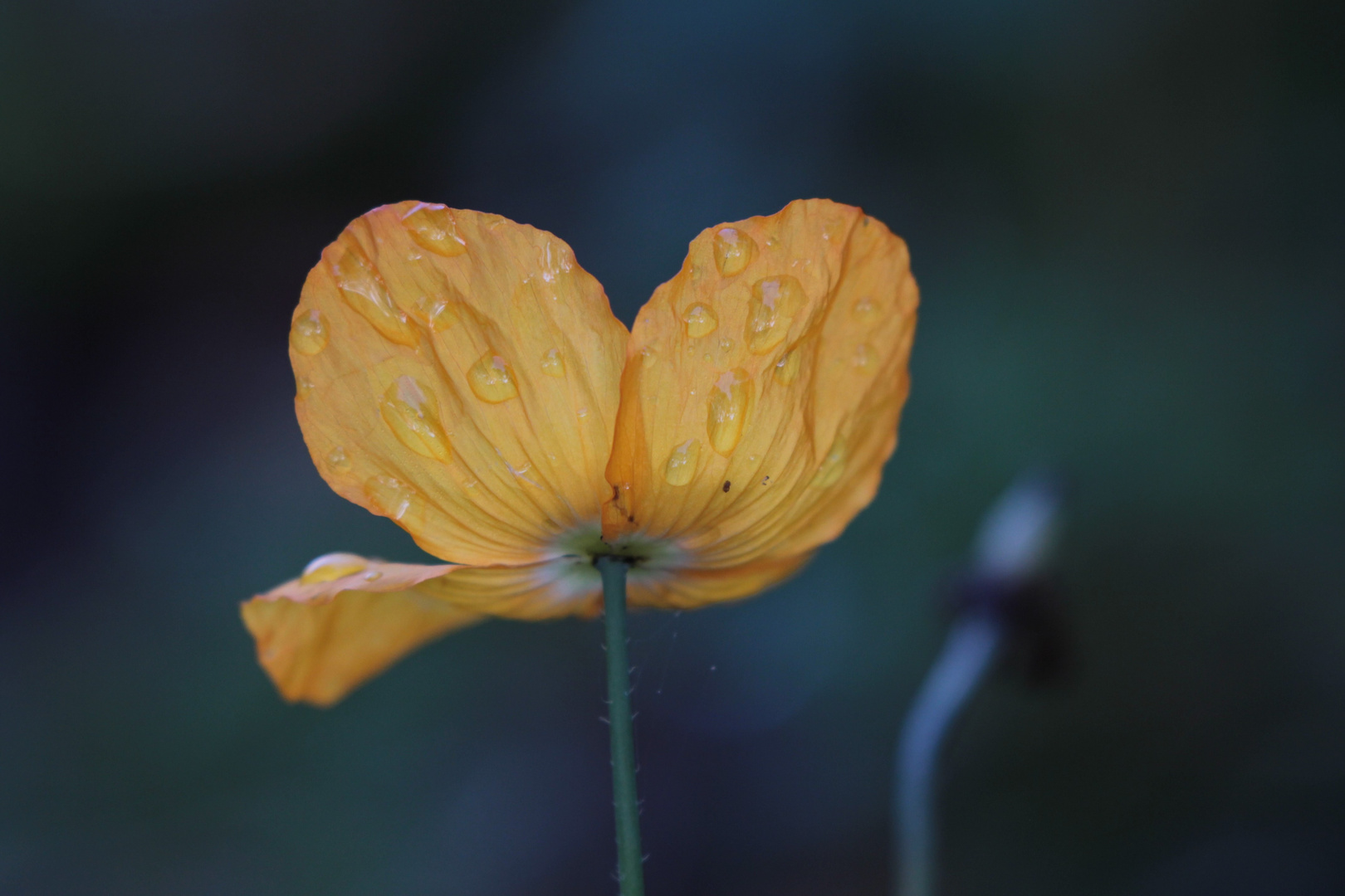 Mohn 