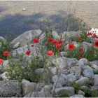 Mohn