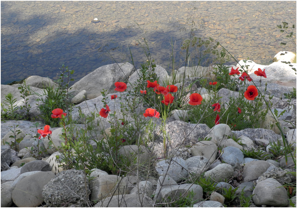 Mohn