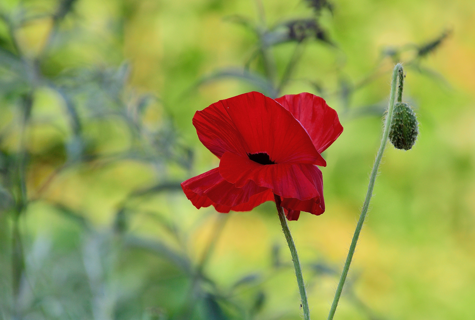 Mohn