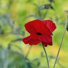 Mohn