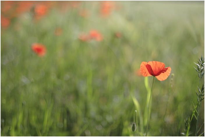 mohn