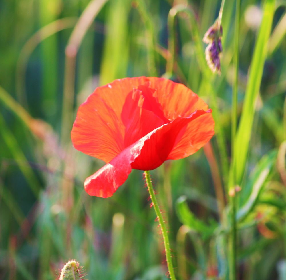 mohn