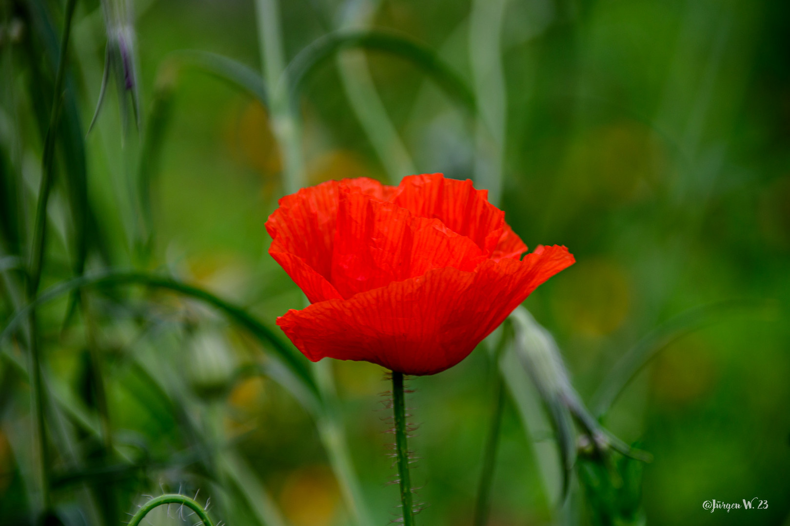 Mohn