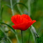 Mohn