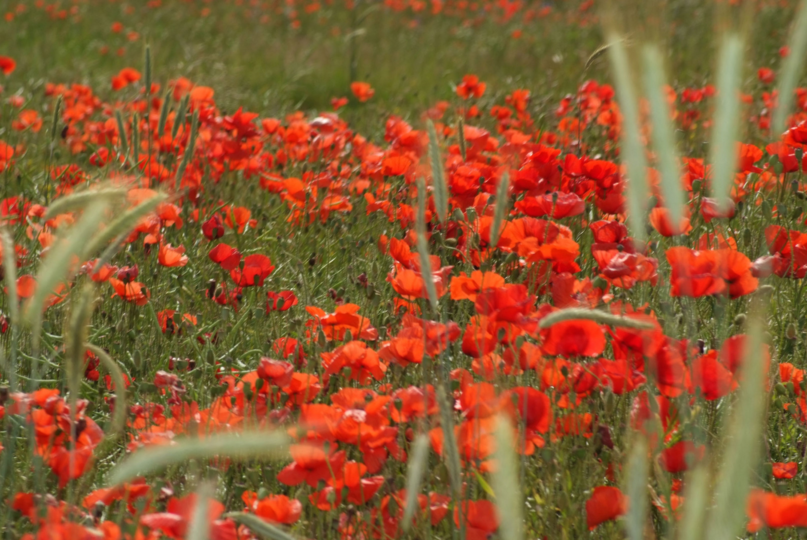 mohn