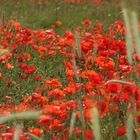 mohn