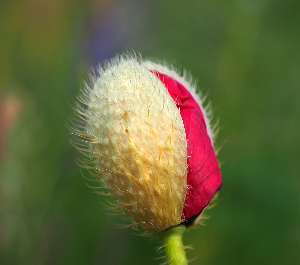 Mohn