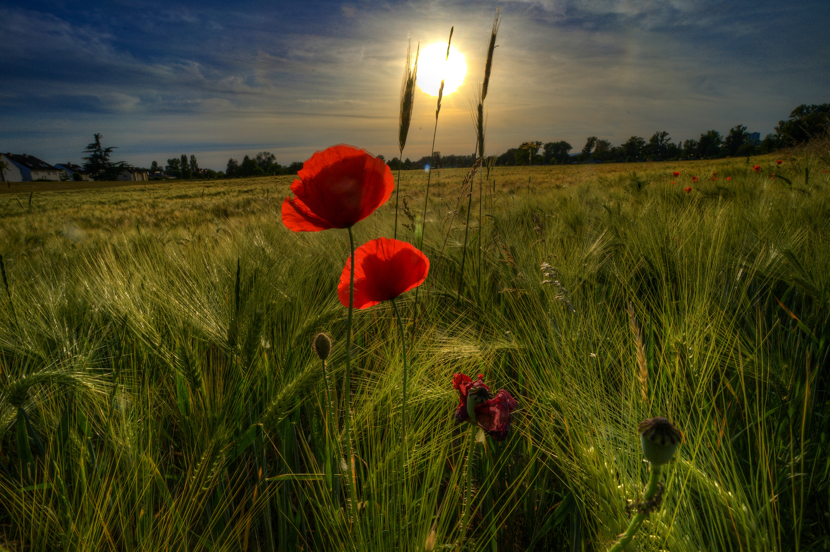 Mohn