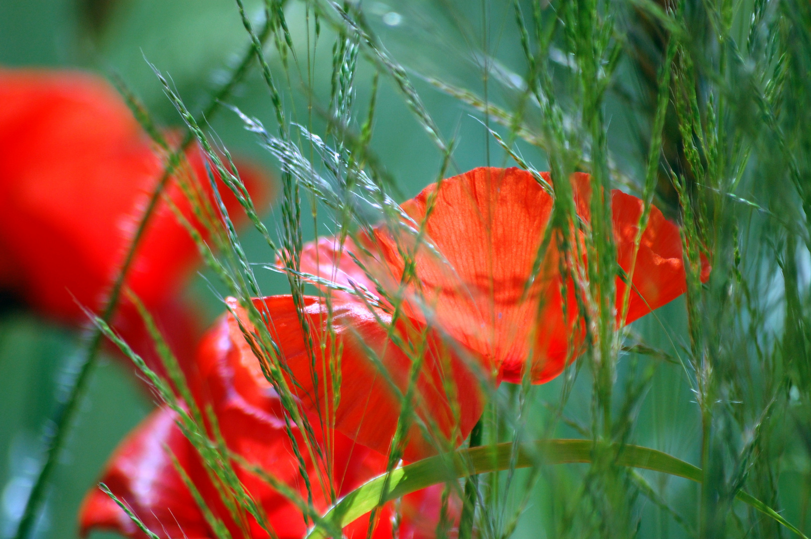 Mohn !