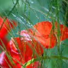 Mohn !