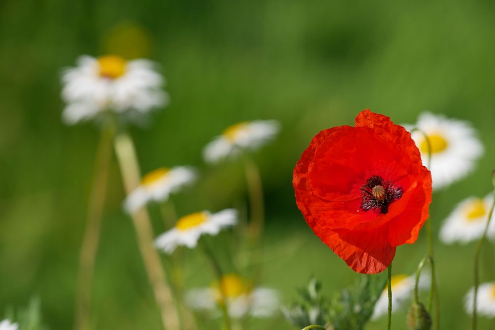 MOHN