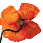 Mohn