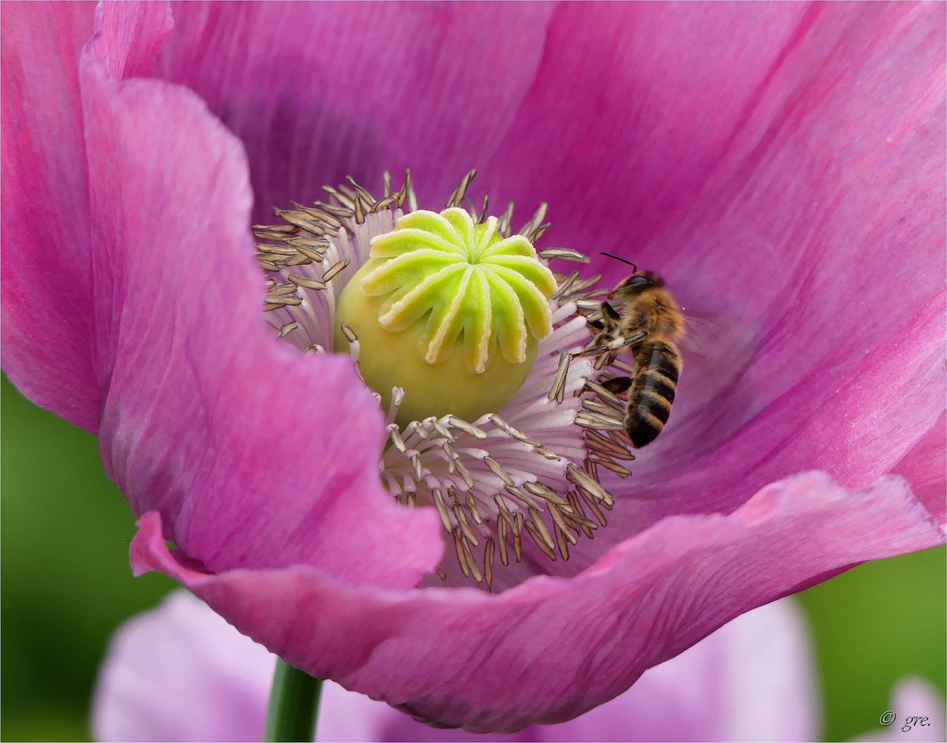 Mohn