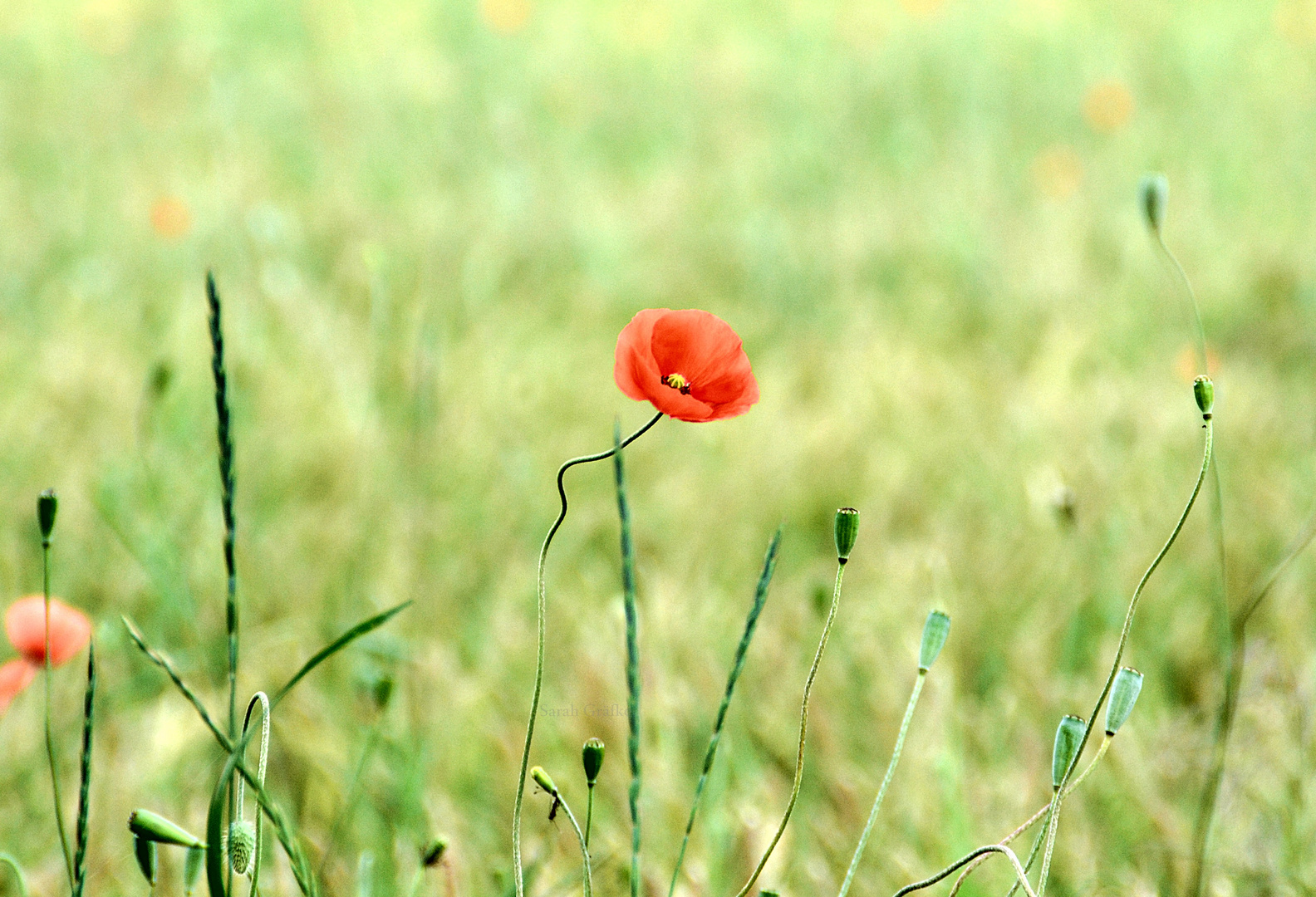 Mohn