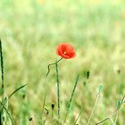 Mohn