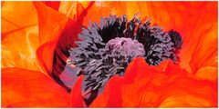 Mohn