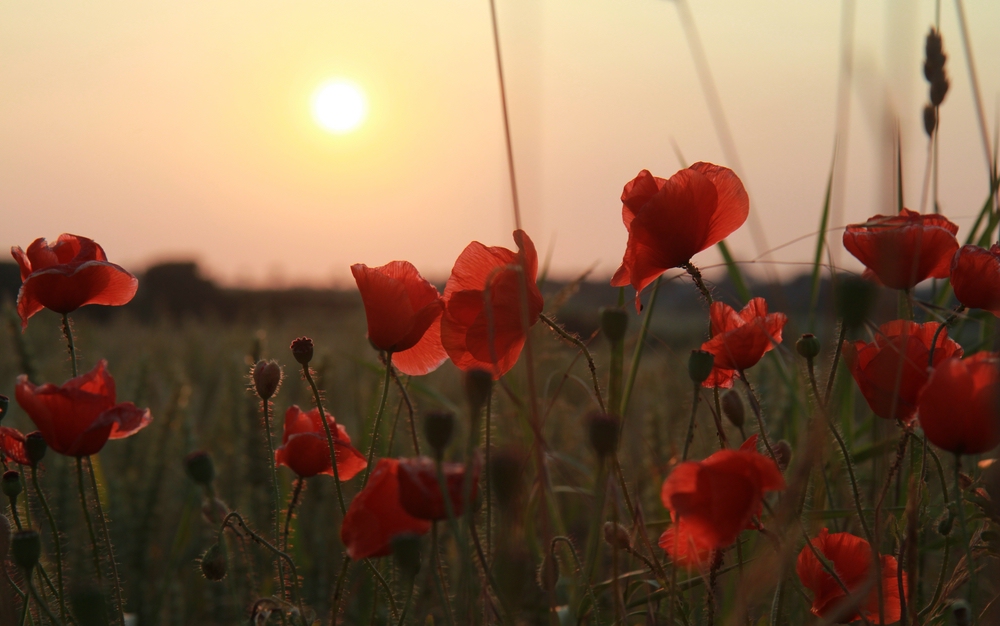 Mohn