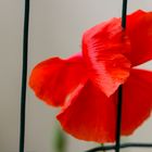 Mohn