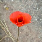 Mohn