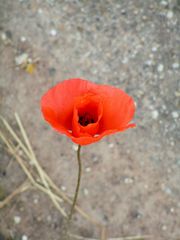 Mohn