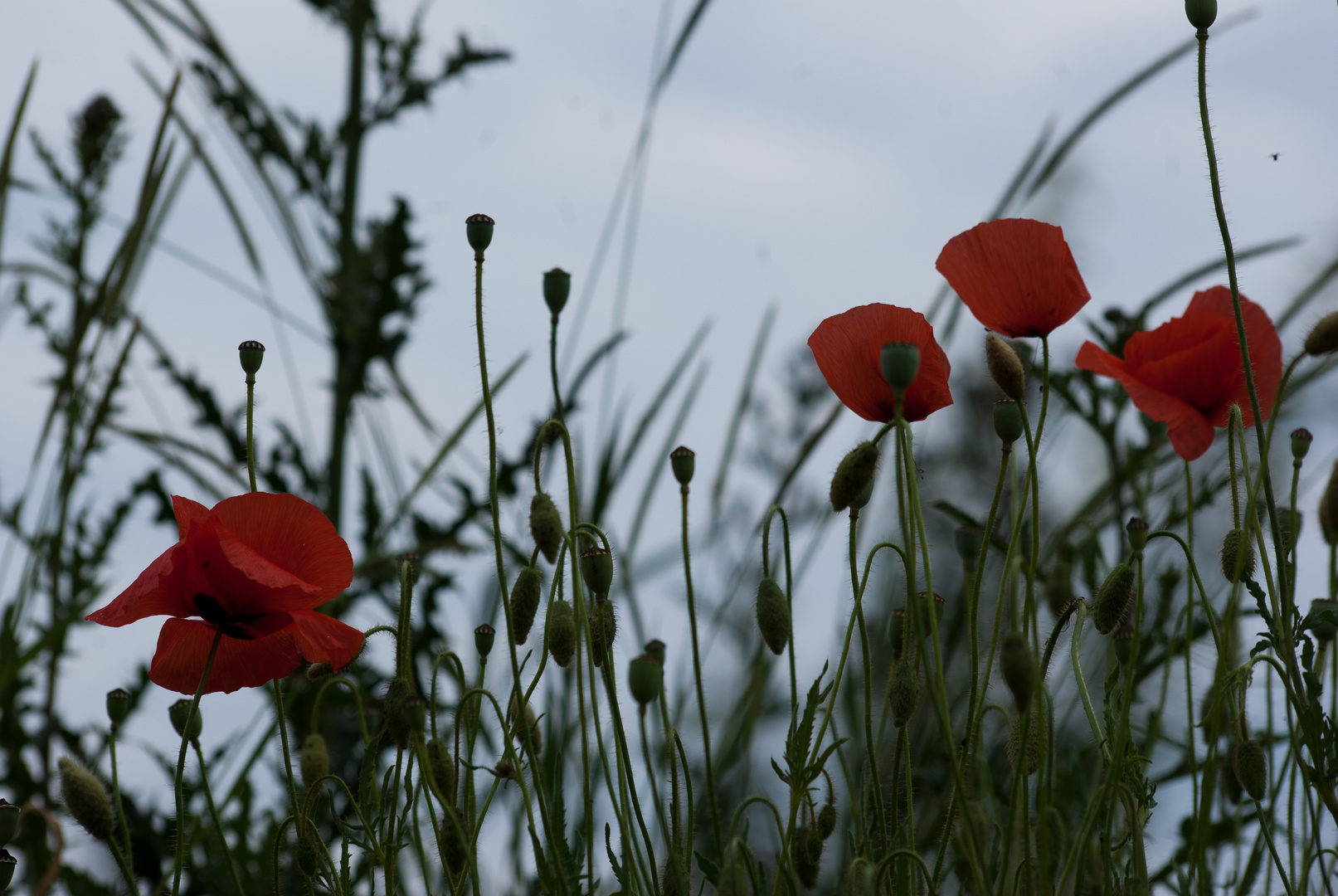 Mohn