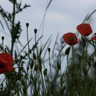 Mohn