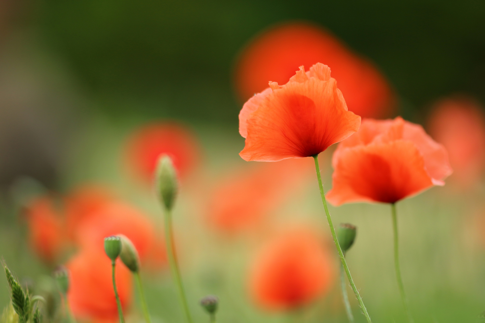 Mohn