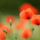 Mohn