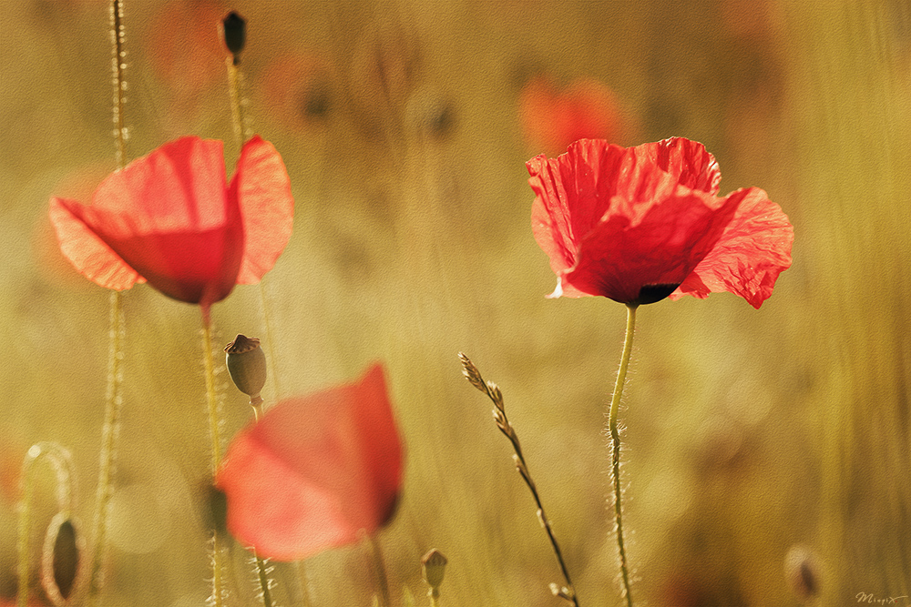 . mohn .