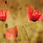 . mohn .