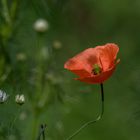 Mohn