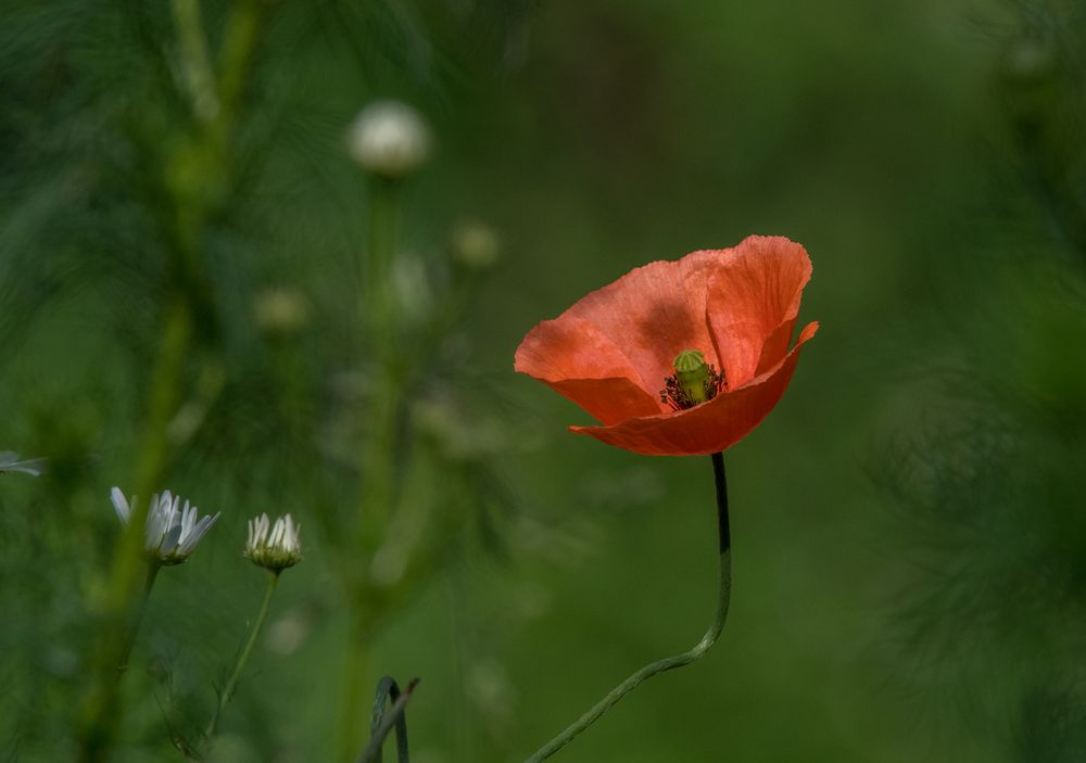 Mohn