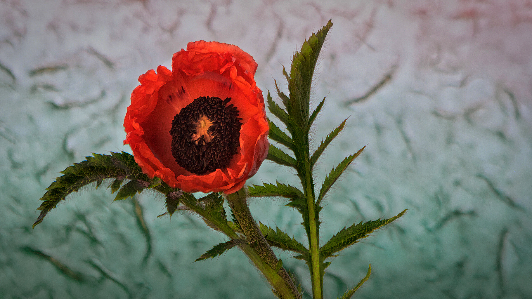 Mohn