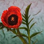 Mohn