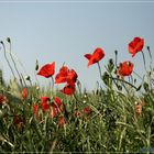 Mohn