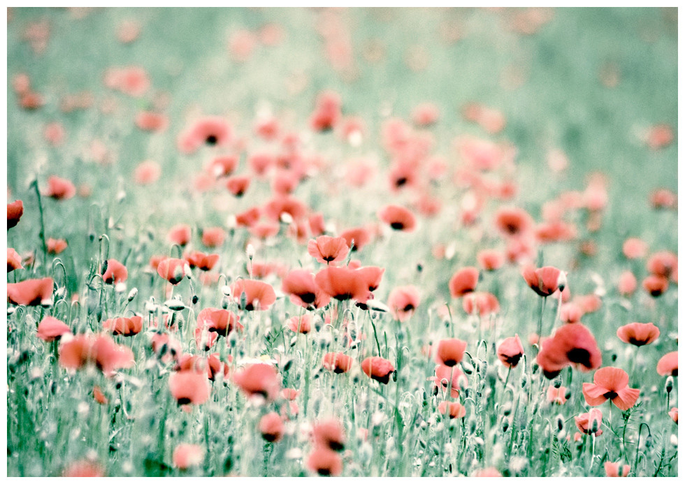 |- mohn -|