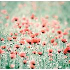 |- mohn -|