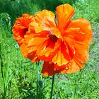 Mohn