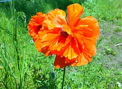 Mohn