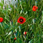 Mohn