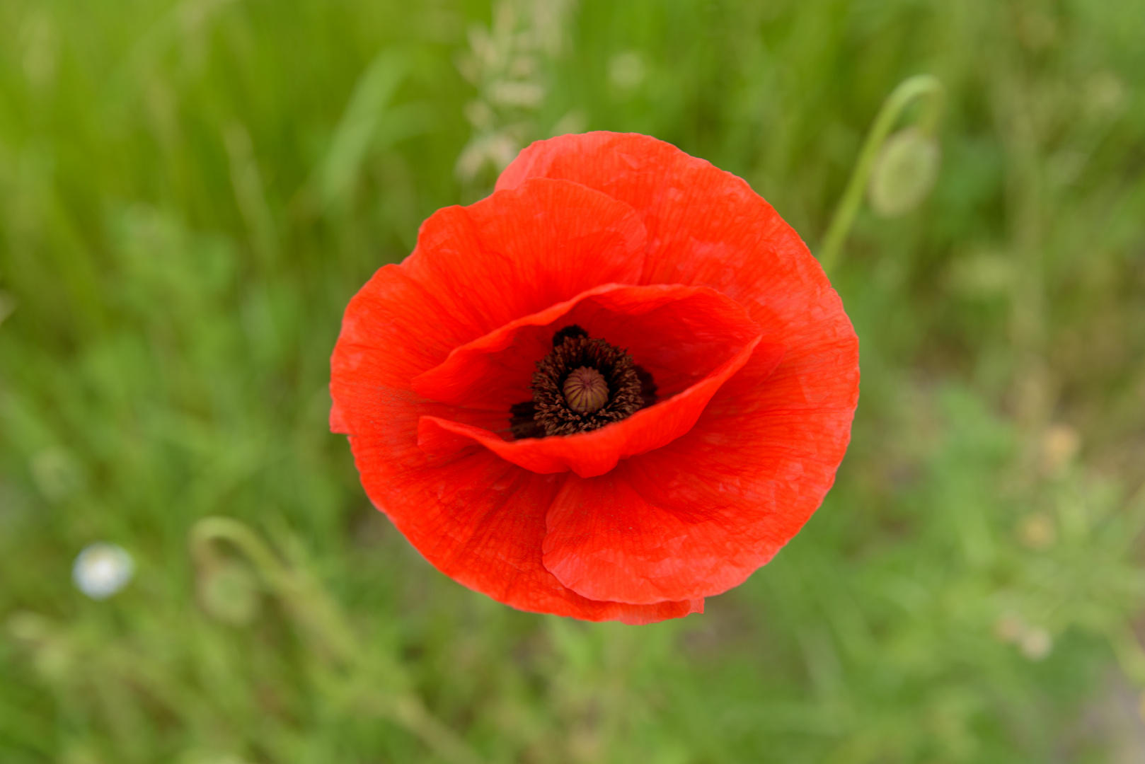 Mohn