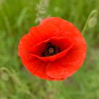 Mohn